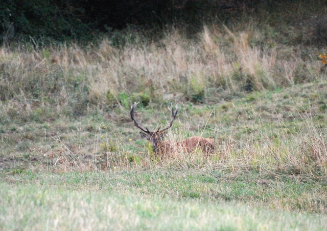 PASSIONE PER IL CERVO