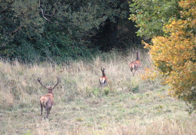 PASSIONE PER IL CERVO