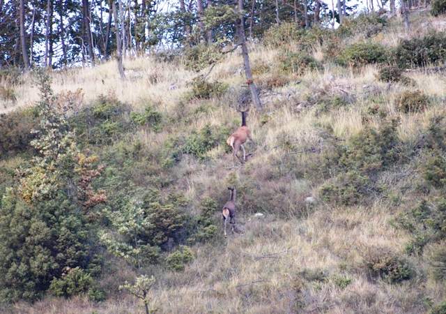 PASSIONE PER IL CERVO