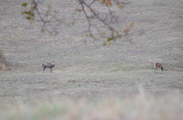 PASSIONE PER IL CERVO