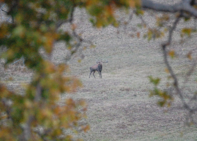 PASSIONE PER IL CERVO