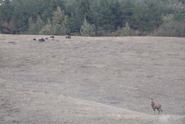 PASSIONE PER IL CERVO