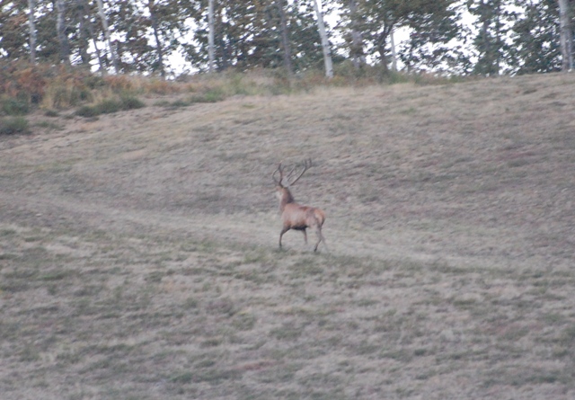 PASSIONE PER IL CERVO