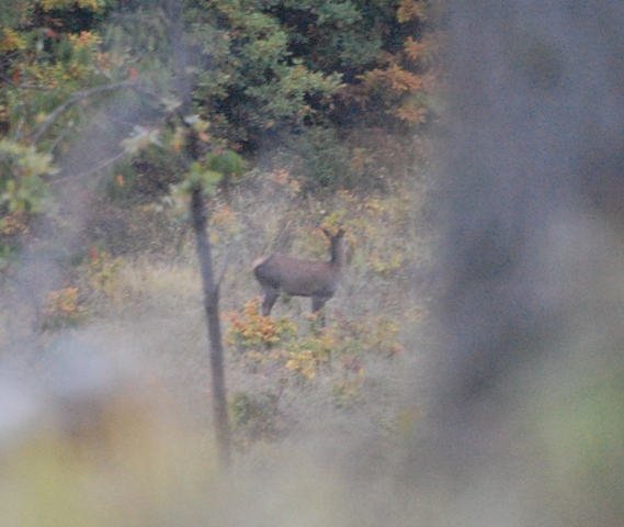 PASSIONE PER IL CERVO