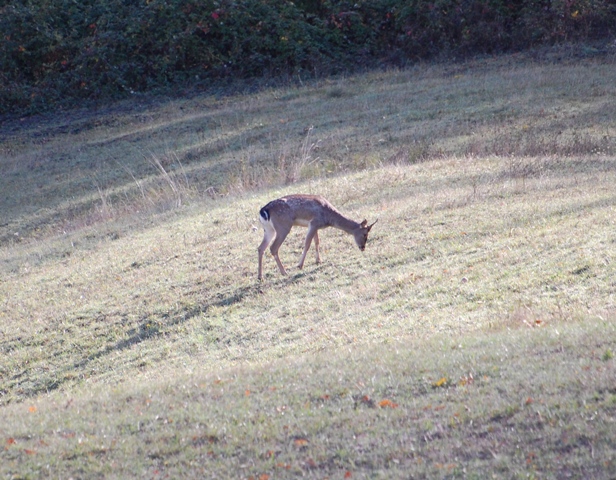 Daino: colorazione del mantello e altro...