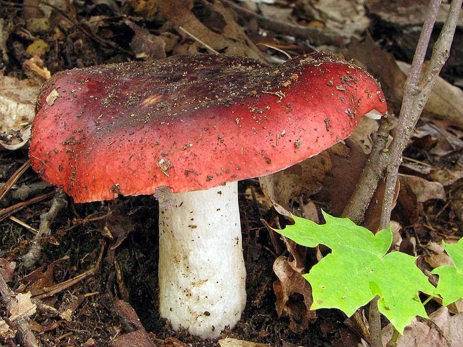 Russula  atropurpurea (Krombholz) britzelmayr