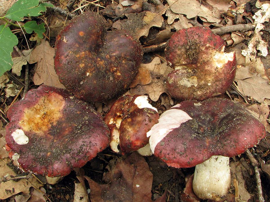 Russula  atropurpurea (Krombholz) britzelmayr