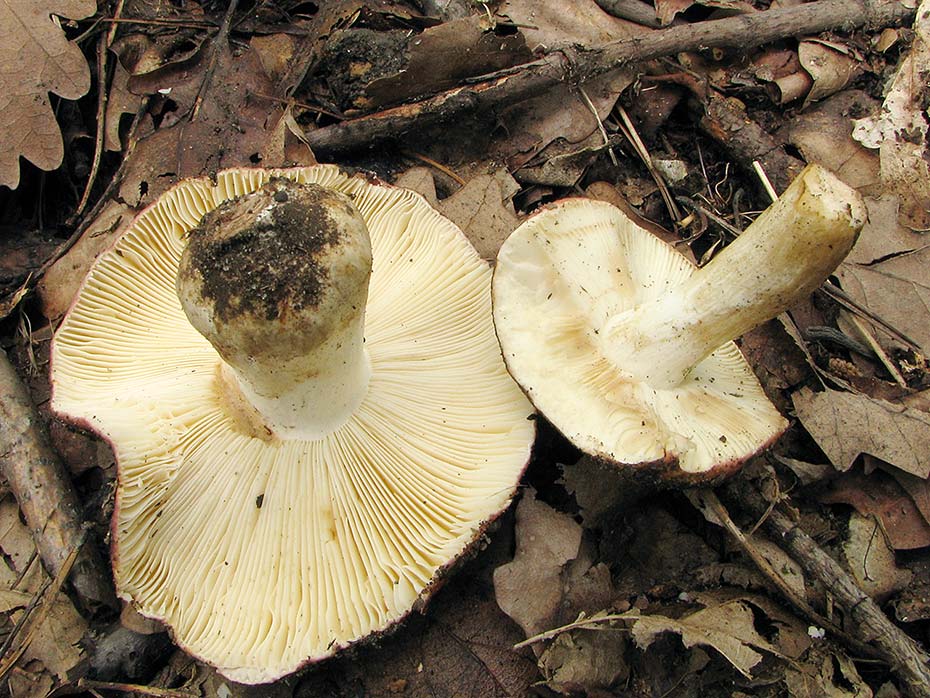 Russula  atropurpurea (Krombholz) britzelmayr