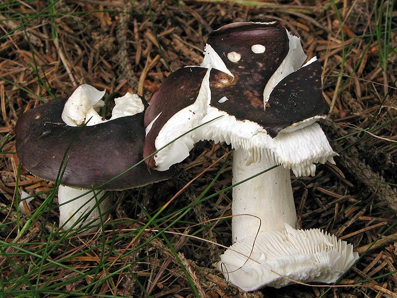 Indeterminato Russula 1