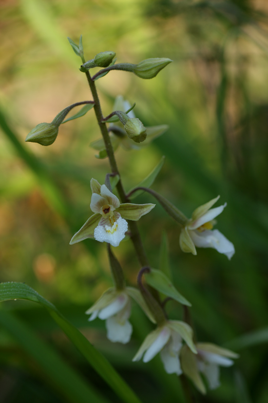 Epipactis palustris addio?