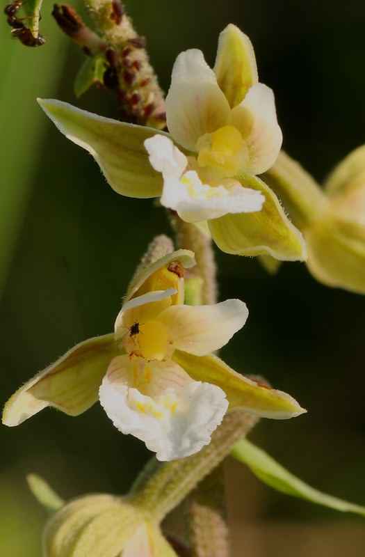 Epipactis palustris addio?