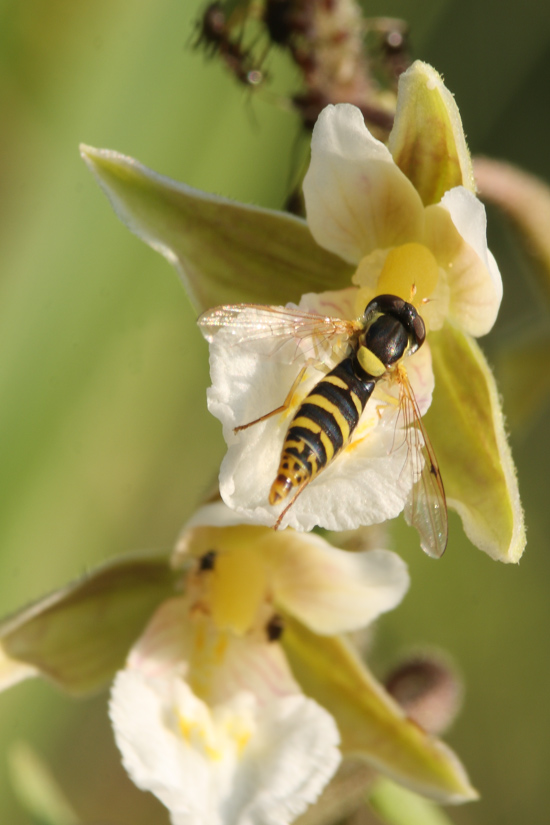 Epipactis palustris addio?