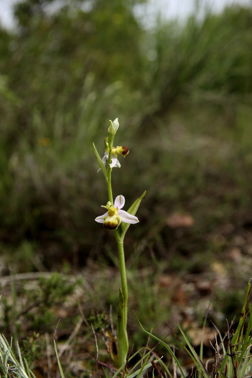 Ophrys apifera var. bicolor