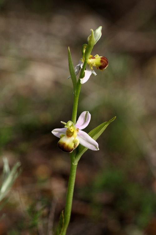 Ophrys apifera var. bicolor