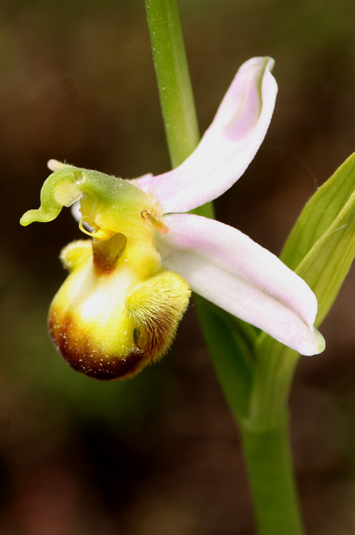 Ophrys apifera var. bicolor