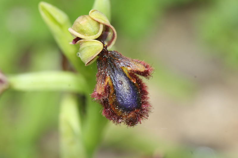 Ophrys speculum in citta (Empoli)  SONO COMMOSSO-