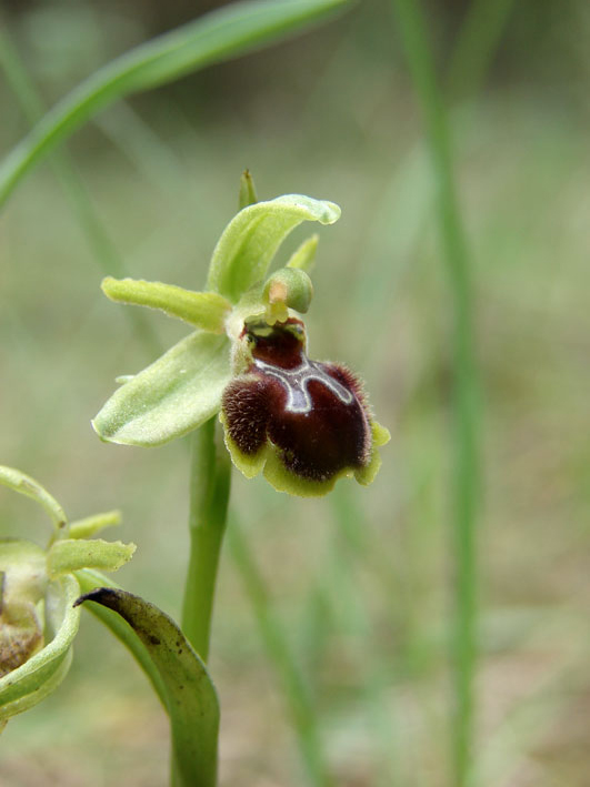 Ophrys sphegodes?