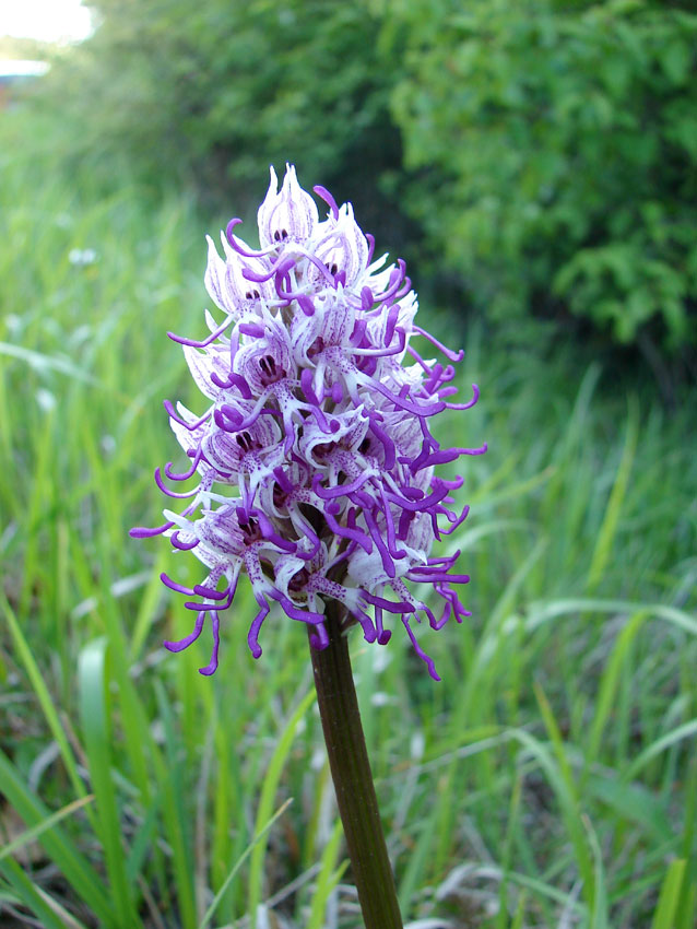 Orchis simia