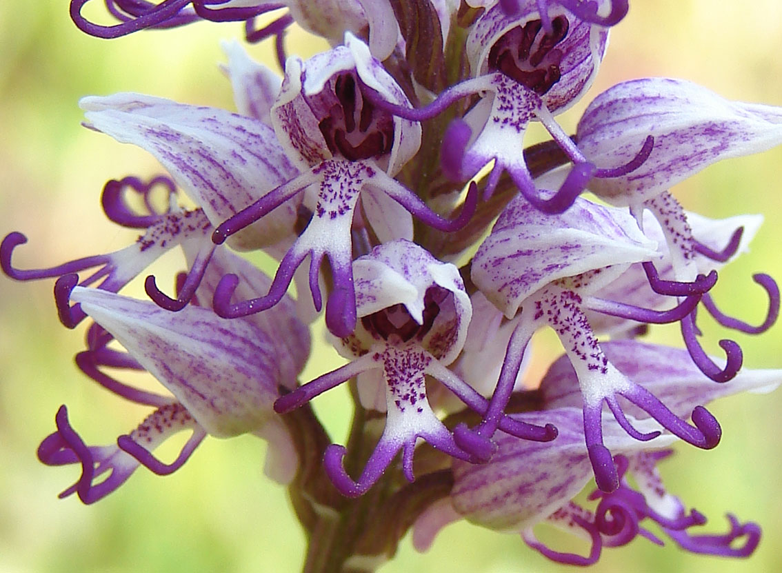 Orchis simia