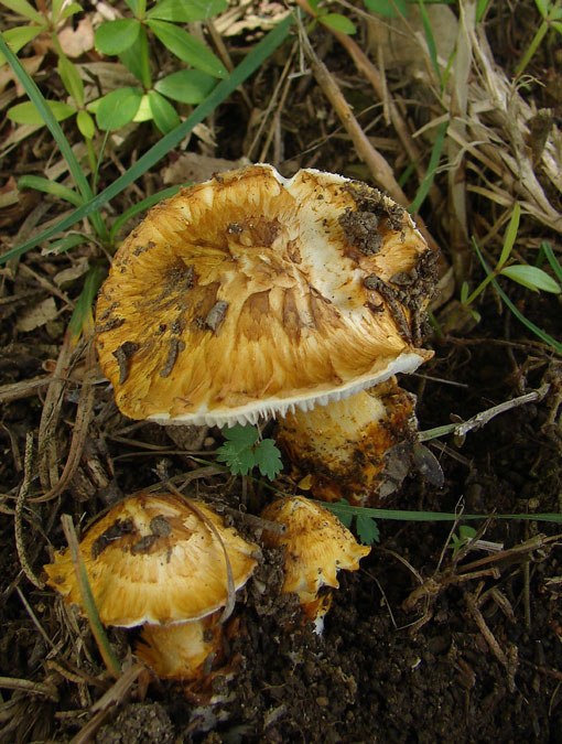 Squamanita? (cfr. Squamanita schreieri)