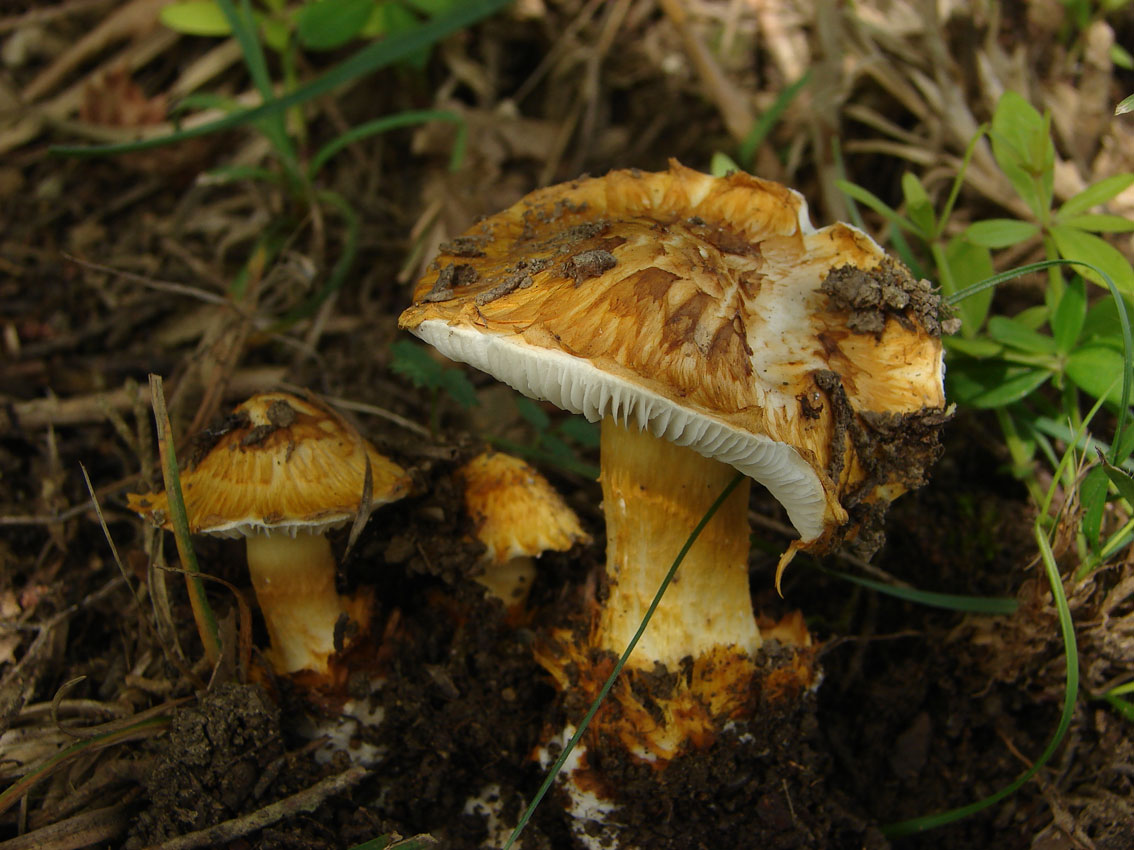 Squamanita? (cfr. Squamanita schreieri)