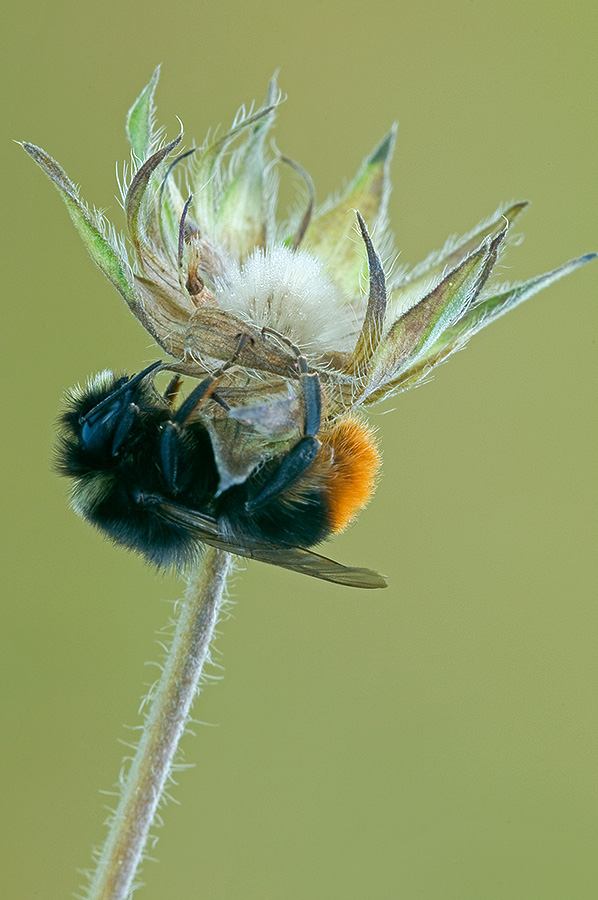Bombus ruderarius