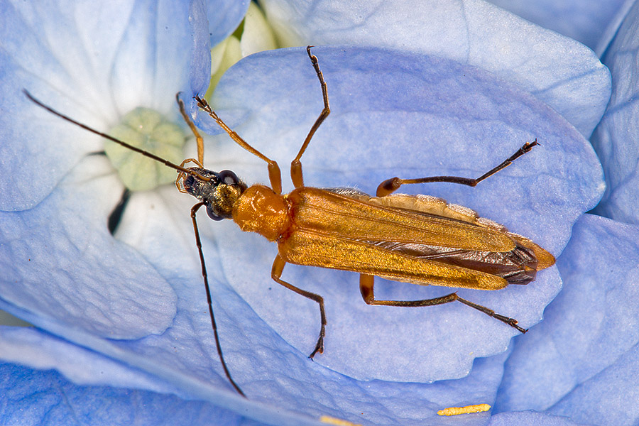 da identificare: Oedemera podagrariae