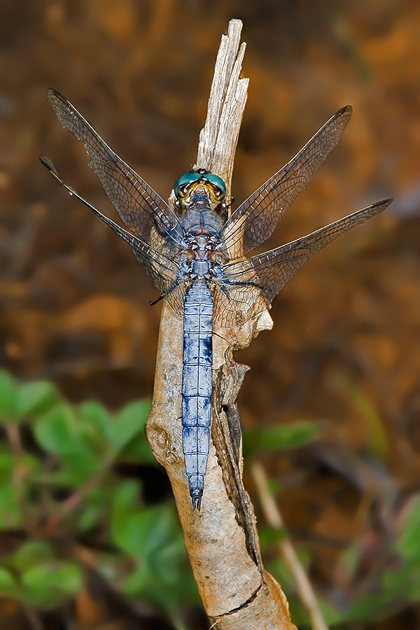 da identificare: Orthetrum coerulescens maschio