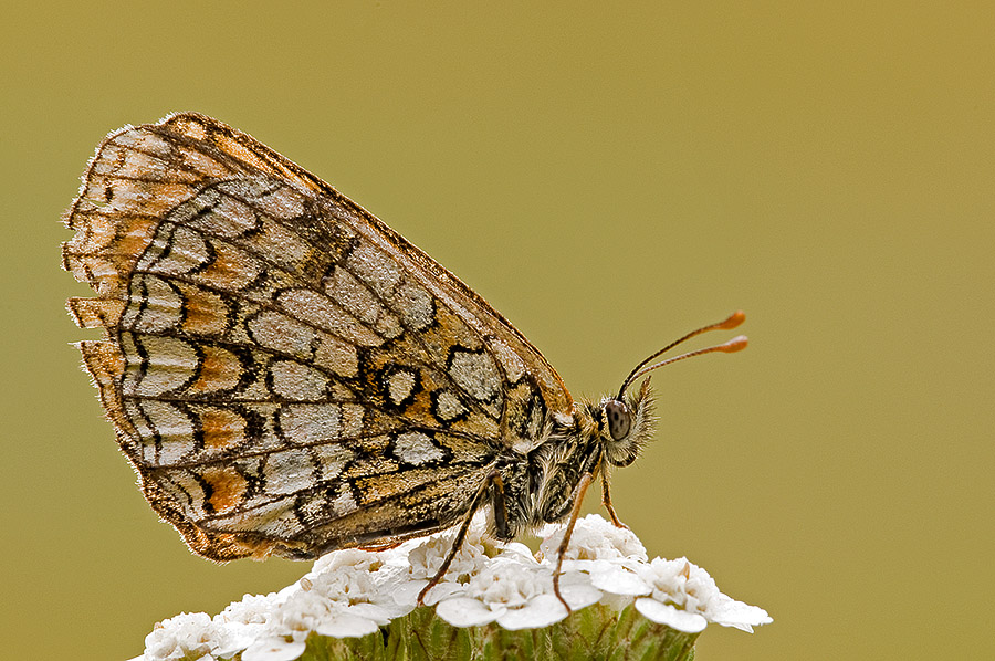 Nymphalidae - M. phoebe, B. hecate, M. athalia, M. didyma