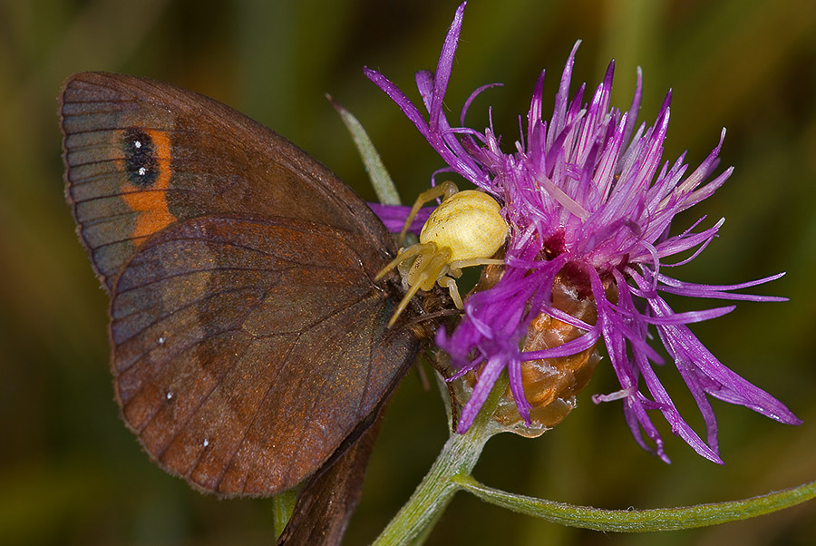 Erebia euriale in predazione?