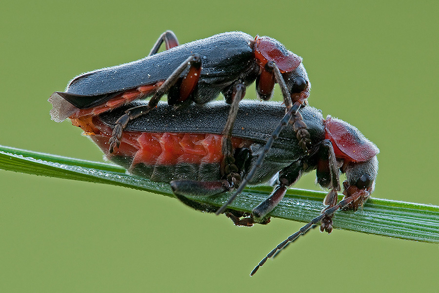 identificazione