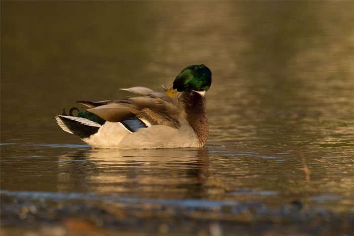 Anatide da identificare