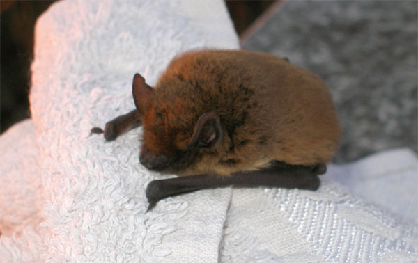 Pipistrellus sp.
