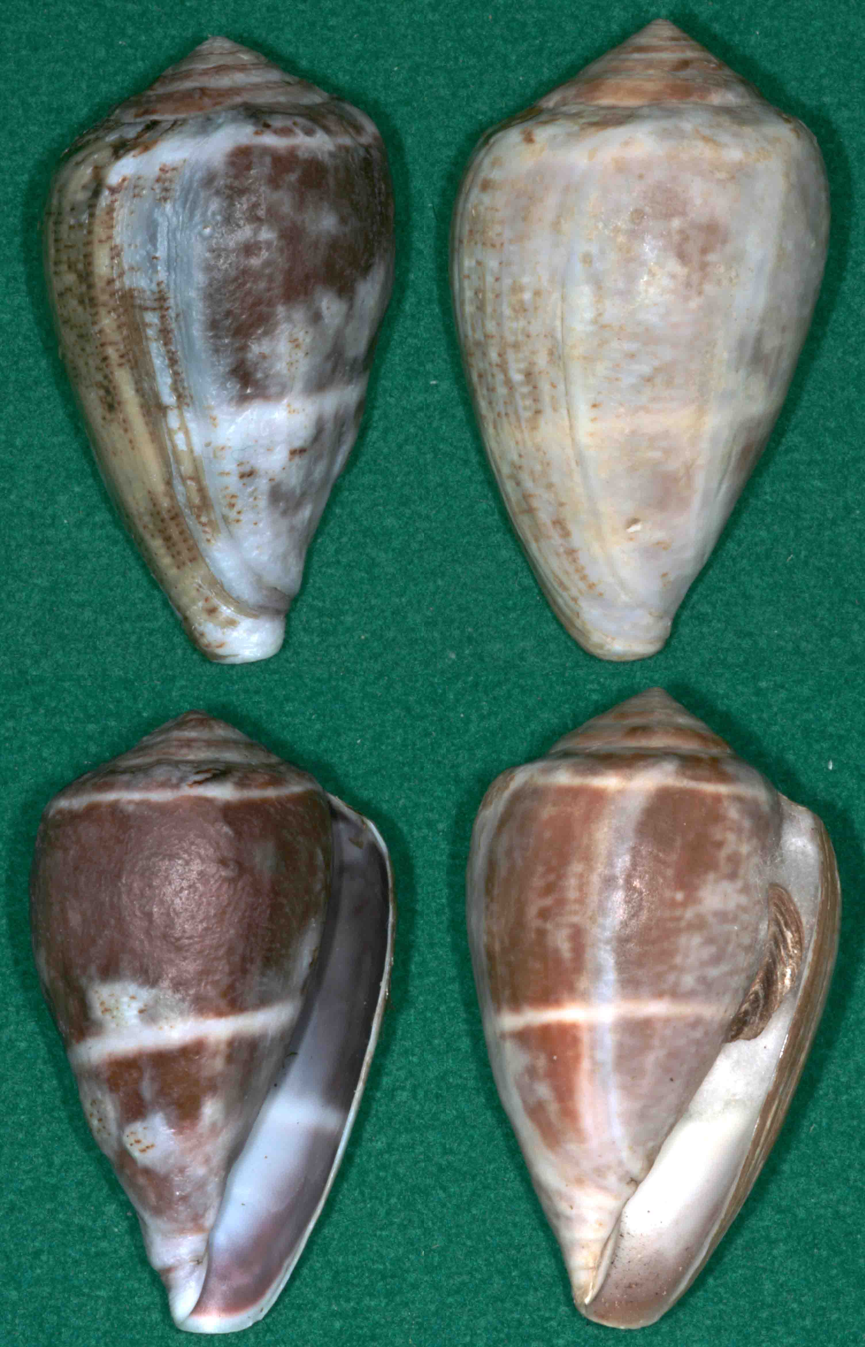 conus franciscanus