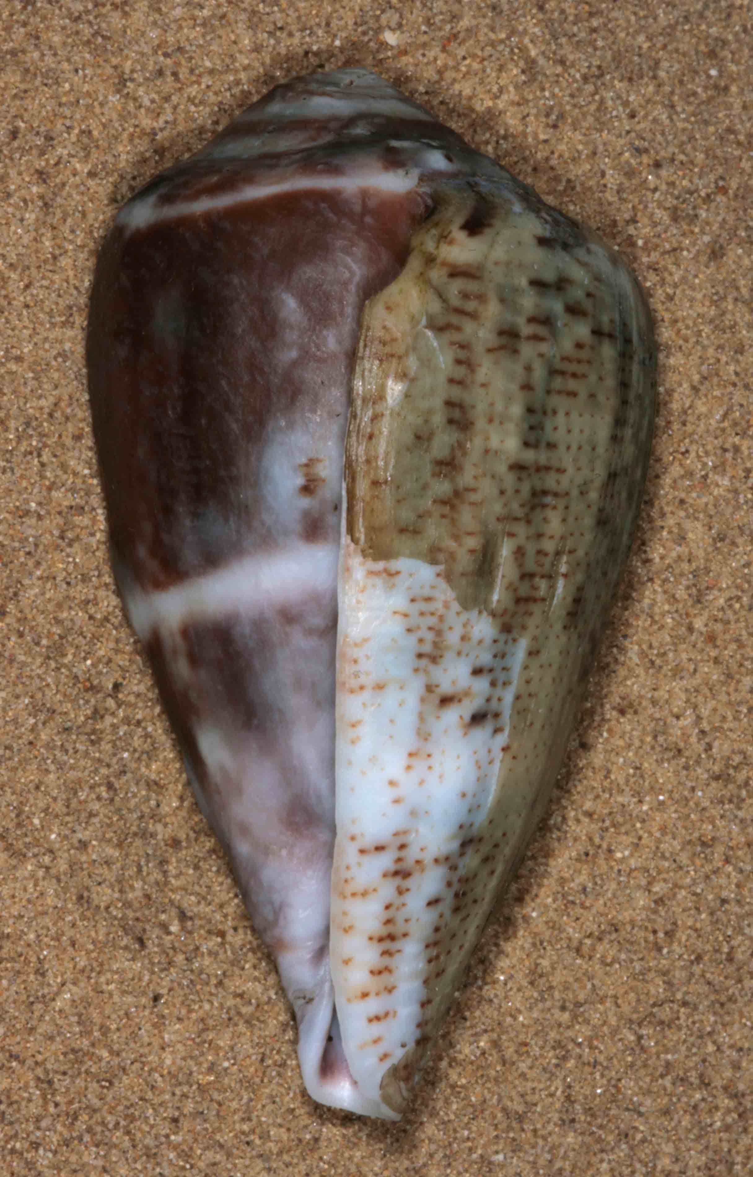 conus franciscanus