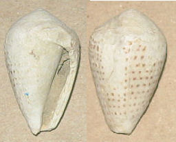 cono da identificare 1