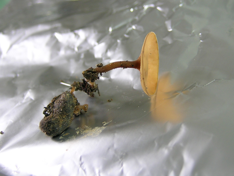 Sclerotunia sclerotiorum