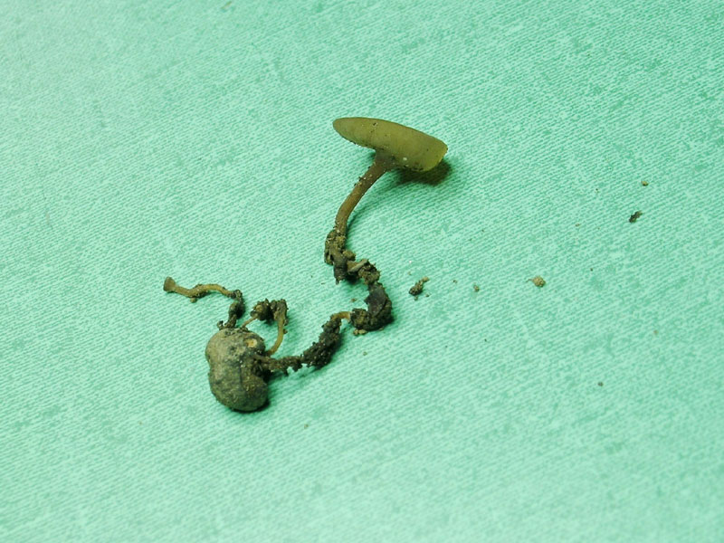 Sclerotunia sclerotiorum