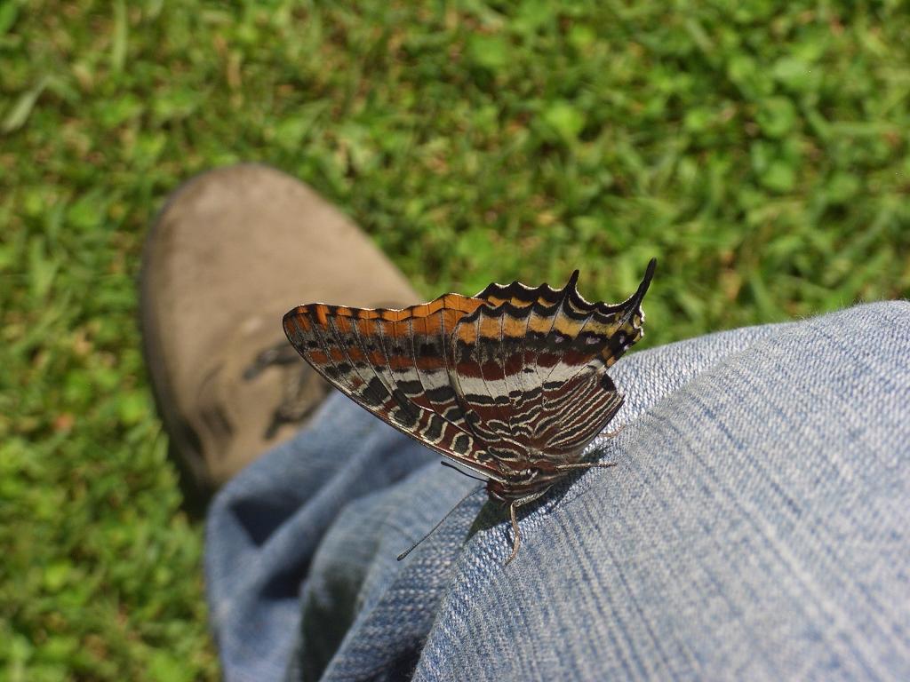 Charaxes jasius