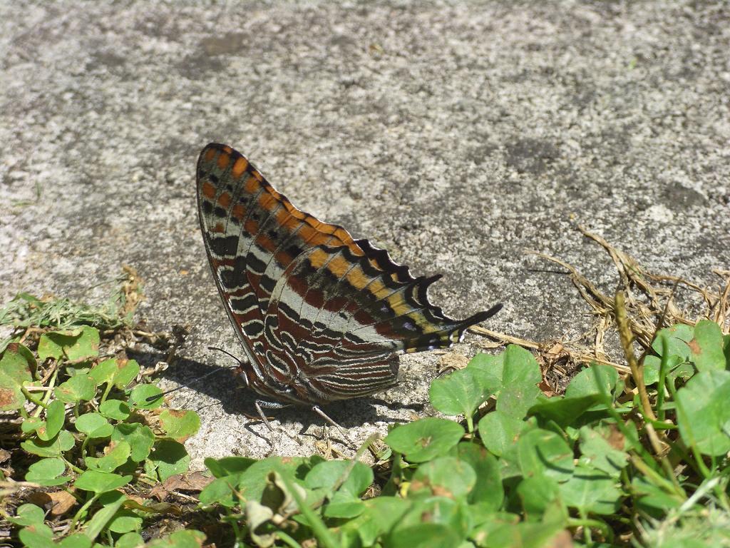 Charaxes jasius