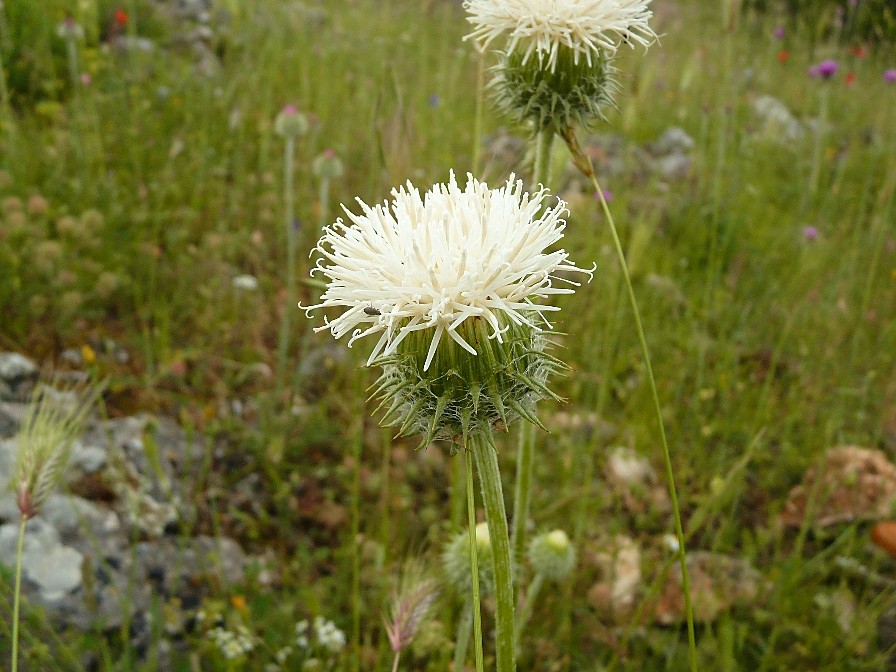 Cardo Bianco Pieno Migliorato | Semi Per Orto - Senza Spiedini E Carnoso