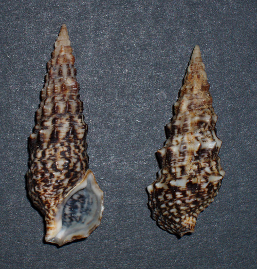 Cerithium lividulum e repandanum