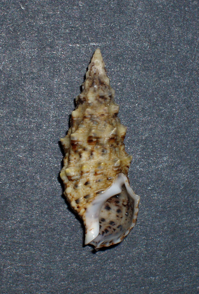 Cerithium lividulum e repandanum