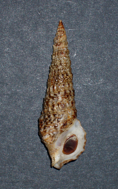 Cerithium lividulum e repandanum