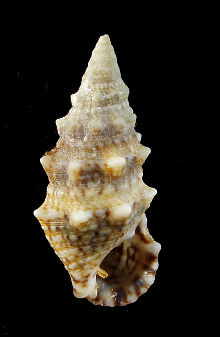 Cerithium lividulum e repandanum