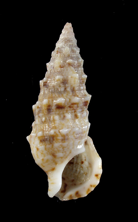 Cerithium lividulum e repandanum