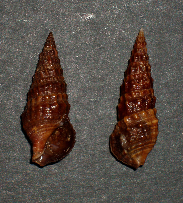 Cerithium lividulum e repandanum