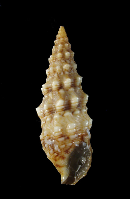 Cerithium lividulum e repandanum