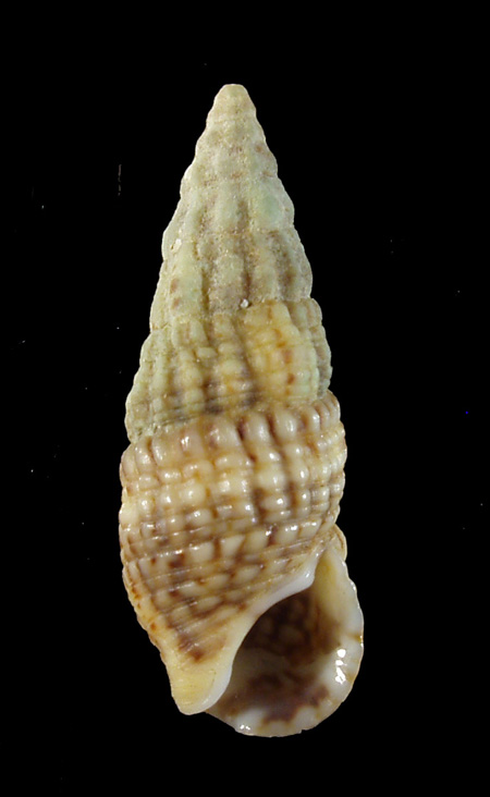 Cerithium lividulum e repandanum