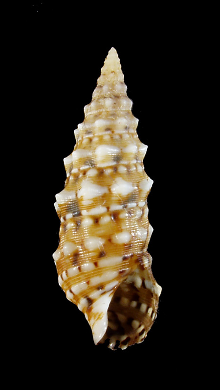 Cerithium lividulum e repandanum